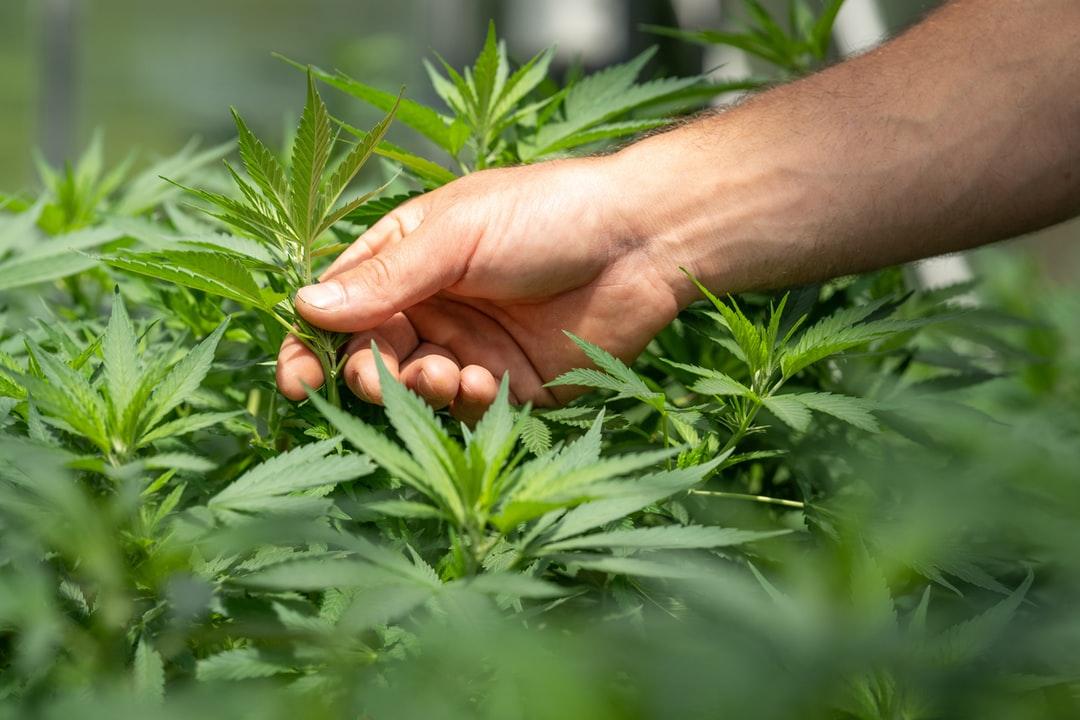 Bad Weed vs Good Weed: 9 Tips &amp; Signs to Look for • DDM Cannabis