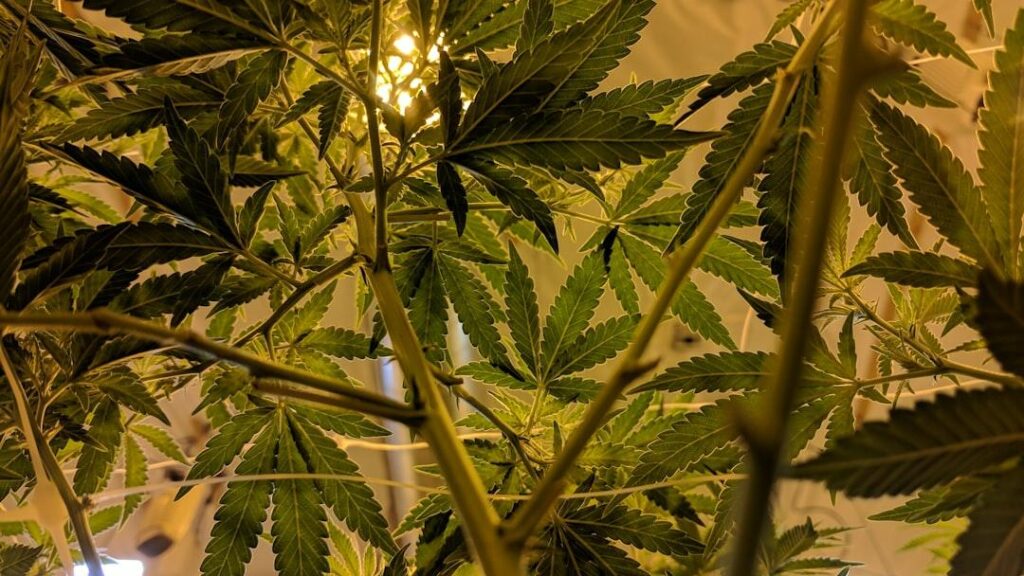 Budget_vs_Premium_Weed_Key_Takeaways_How_Image