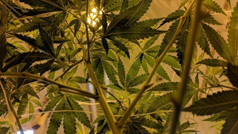 Budget_vs_Premium_Weed_Key_Takeaways_How_Image